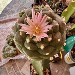 Grafted 8.8 Cm Wide Single Head With Sides. Huizache, Pink Flower. Ariocarpus