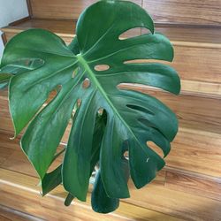 Beautiful Monstera Deliciosa Plant CUTTING- Rooted 