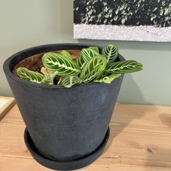 Prayer Plant With Pot
