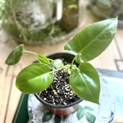 Philodendron Indoor Plant - Starter 