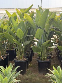 Giant Birds Of Paradises 15 Gal