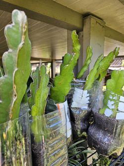 Red Dragon Fruit Cuttings 