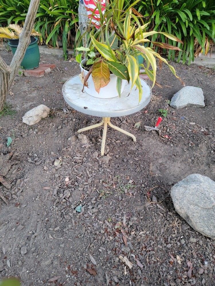 Table , Rocks, and Plant
