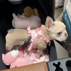 Dog Harness 