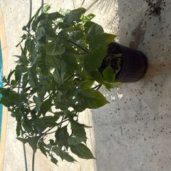 Hot Chili  Peppers 🌶️ Plant