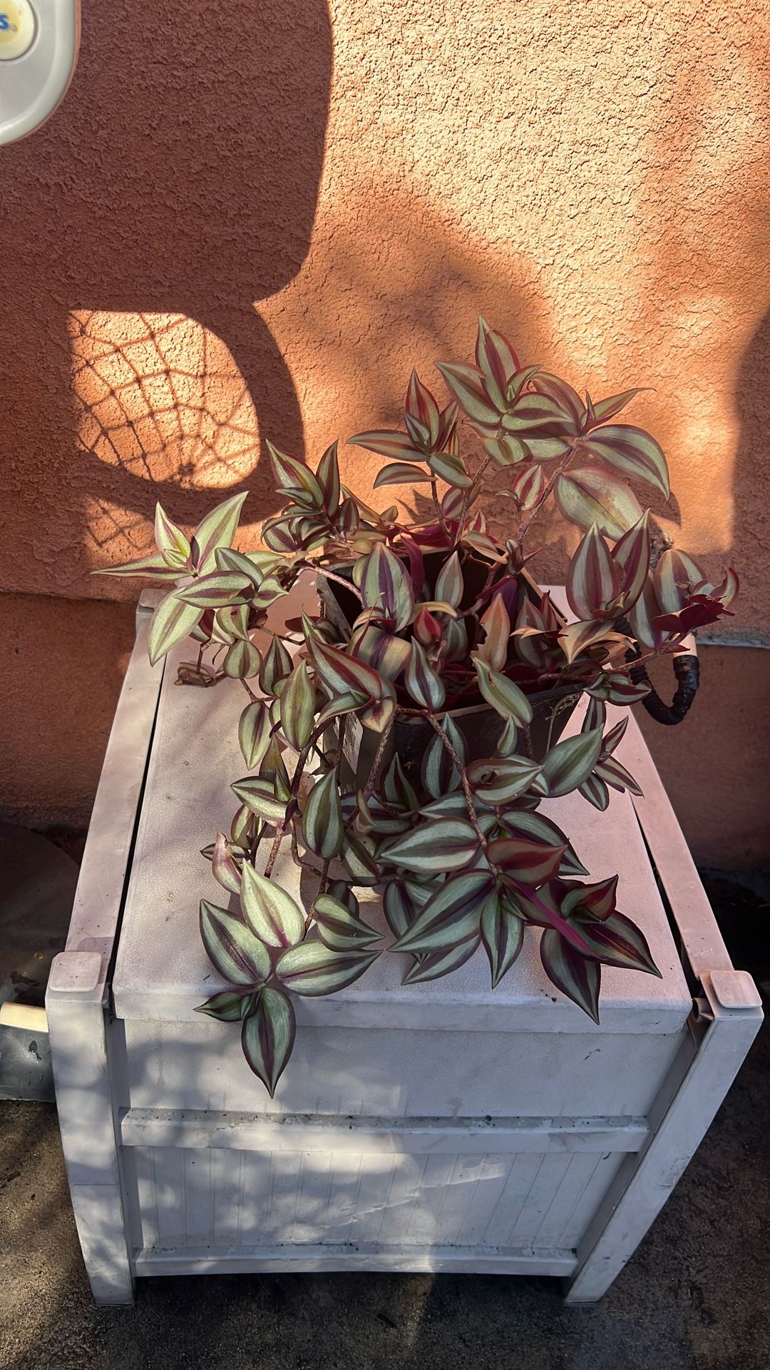 Healthy Plant For Sale 