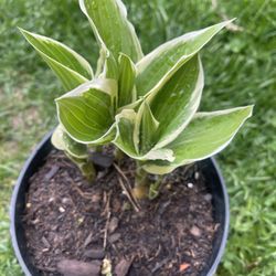Hosta Plants 🪴 