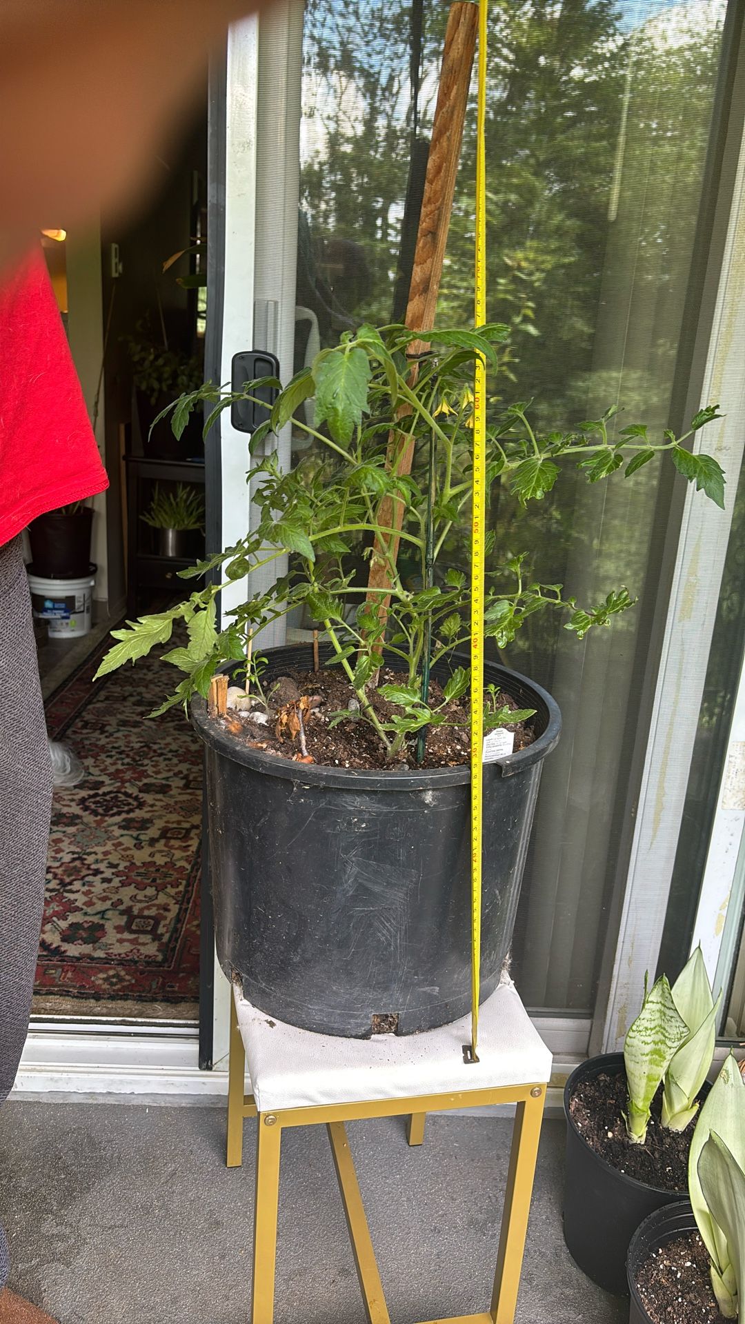 Roma Tomato Plant