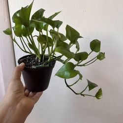 Golden Pothos 