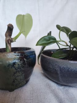 Houseplants in decorative bowls