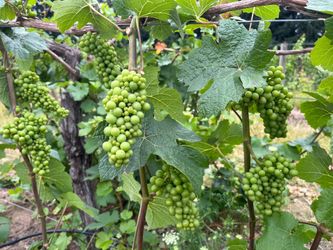 Pinot noir fruit