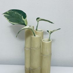 Propagation Station with  N’joy  Pothos Cuttings
