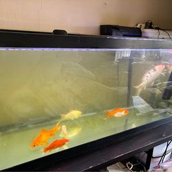 75 Gallon Aquarium with all equipments plus table