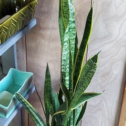 Gorgeous Healthy Extra Tall & Large Snake Plant w Pot