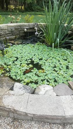Pond Plants Water Lettuce