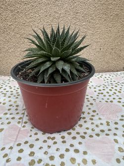 Lace Aloe Plant in Plastic Pot