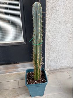 Cactus for sale