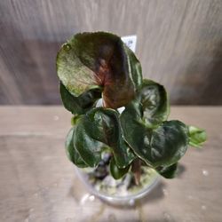 syngonium strawberry ice #1