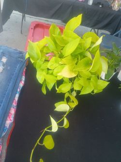 Neon