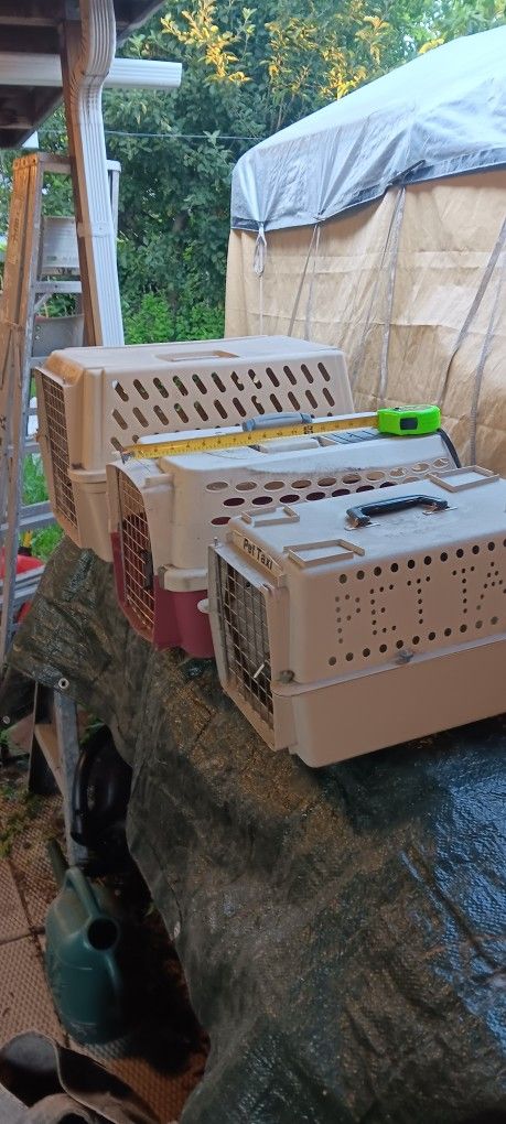 PET TAXIS