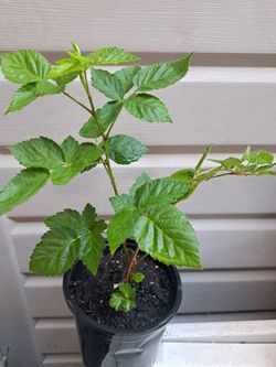 Plantita De uva,  grape 🍇