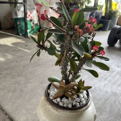 Coronas De Cristo Flor Chica 