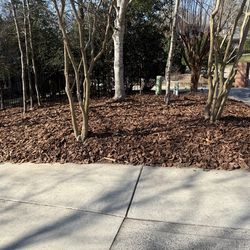 Tree cut around  Charlotte