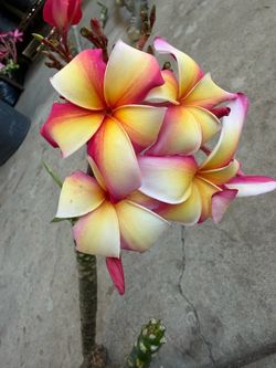 Cutting plumeria