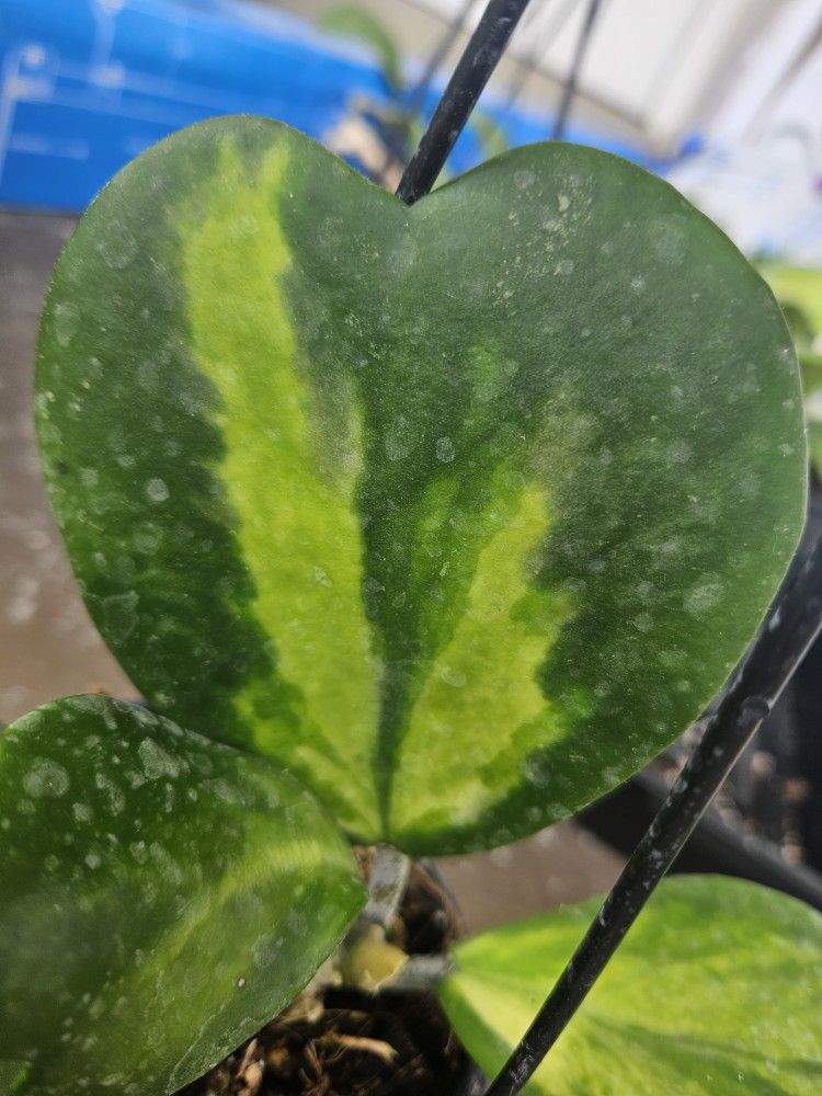 Hoya Varigated