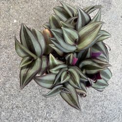 Inchplant