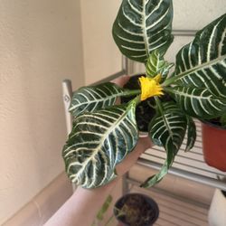 Plants and cuttings for sale 