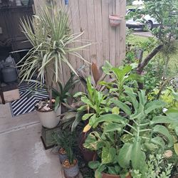 Plant Sale. Everything Must Go 