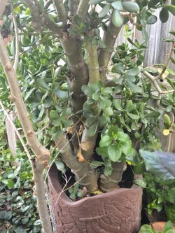 Beautiful Jade Plant