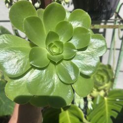 Echeveria Succulent Plants $5 Each 