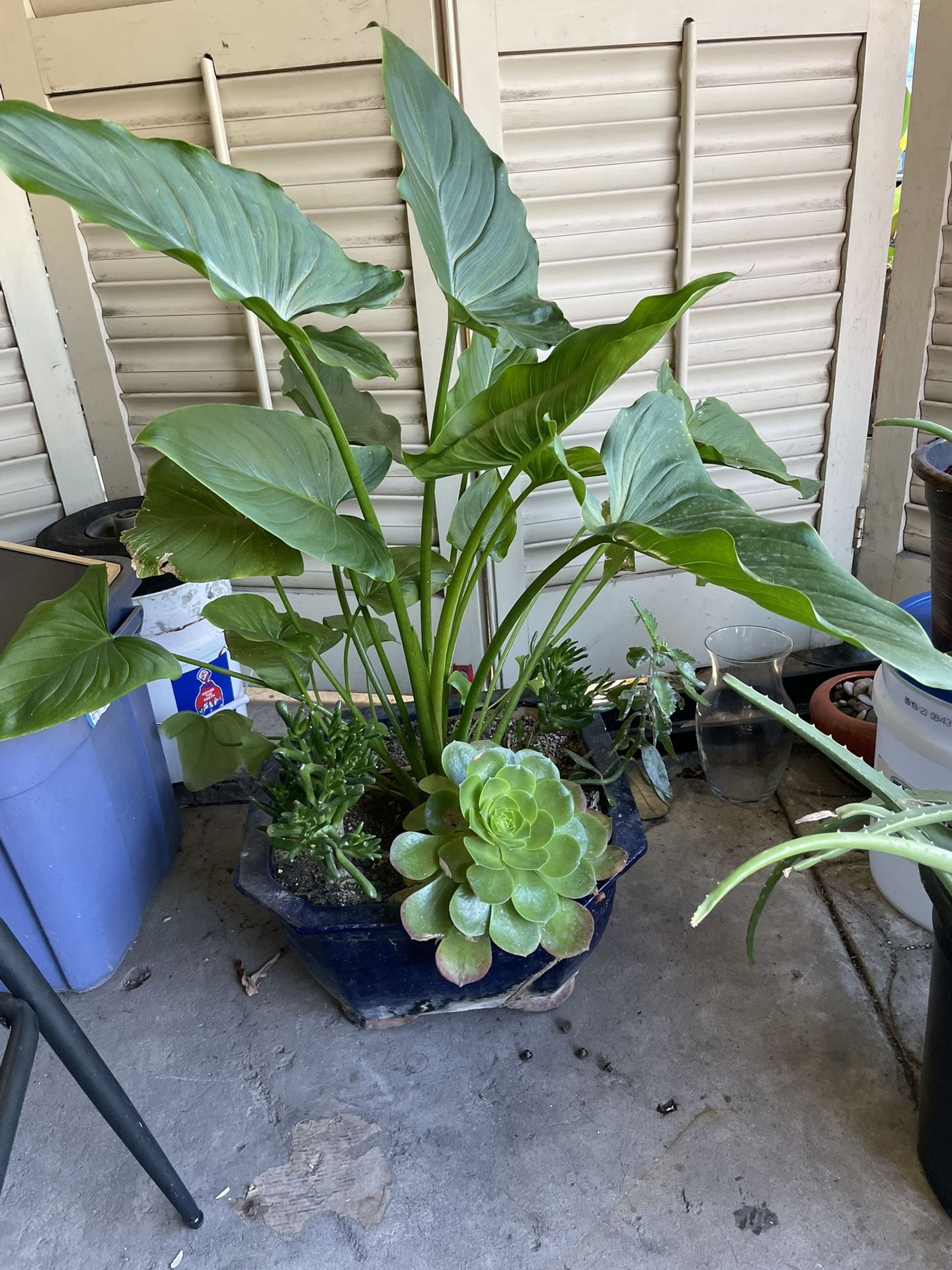 BEAUTIFUL 5 PLANTS IN ONE REALLY NICE
