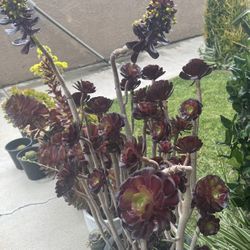 Black Rose Aeonium , Different Succulent  & Jade Plants 