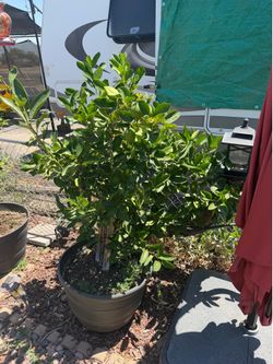 Fruit trees