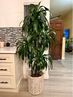 Tall Dracaena Houseplant