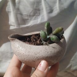 Mini Faux Succulent 