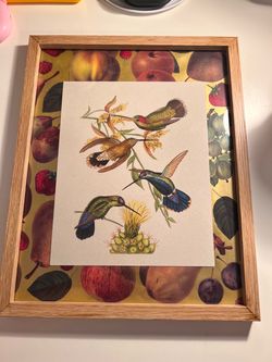 Framed Hummingbird Botanical Art Print