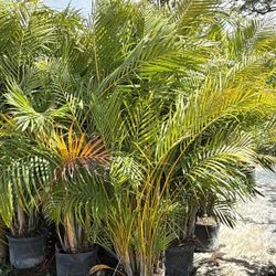 Areca Palm - 7gl