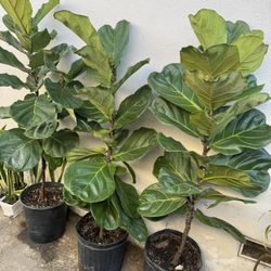 Fiddle Leaf Fig Almost 5ft