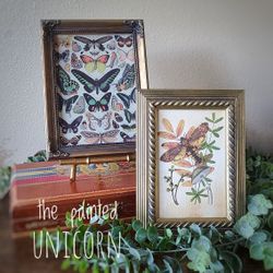 Small Entomology Butterfly Frames