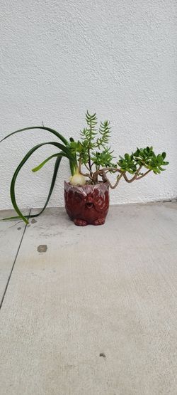 Succulents Plants: Onion plant, Cacti pine,  Owl Planter, Vintage 🦉 Pot 3 differant plants