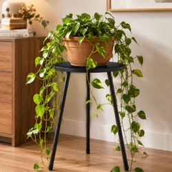 Waterproof Wood Flower Plant Stand Size Height 16", Diameter 12" New Condition