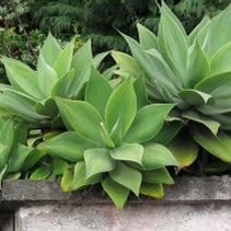 fox tail agave plant  