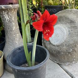 Amarilis