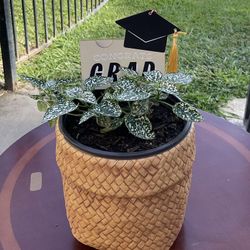 White Polka Dot Plant $15
