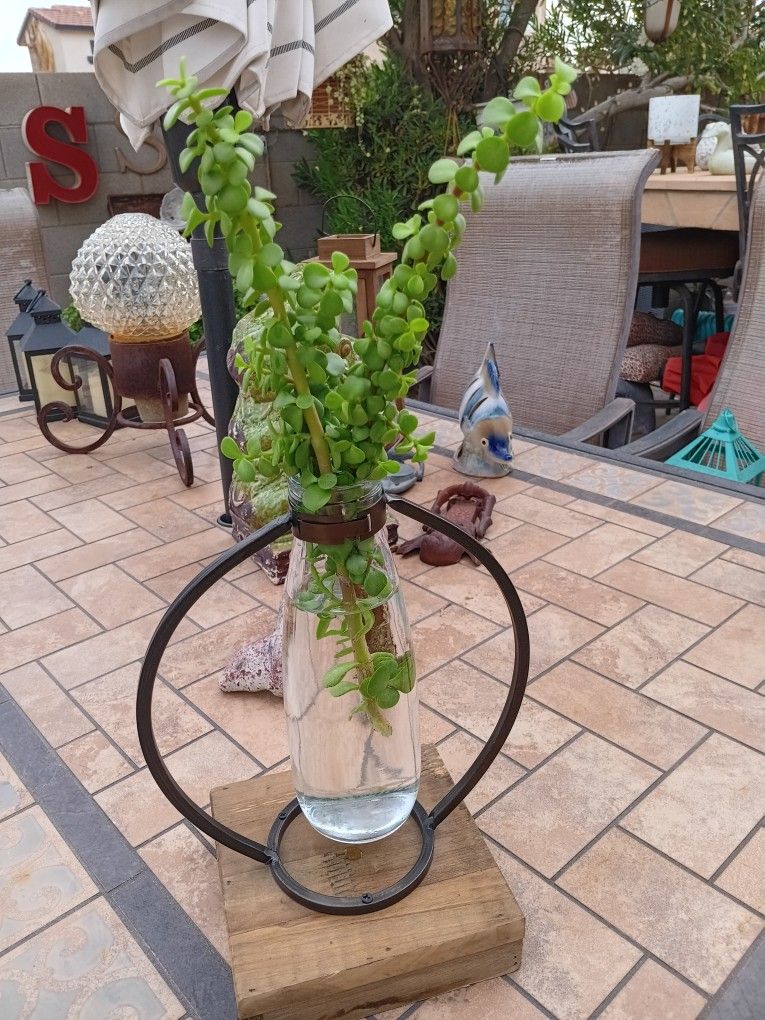 $12 Garden Propagation Vase Holding The Easy Care Elephant Bush Succulent 11" Tall