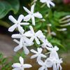 Jasmine 
